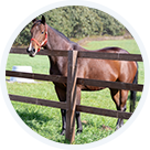 馬プラセンタエキス